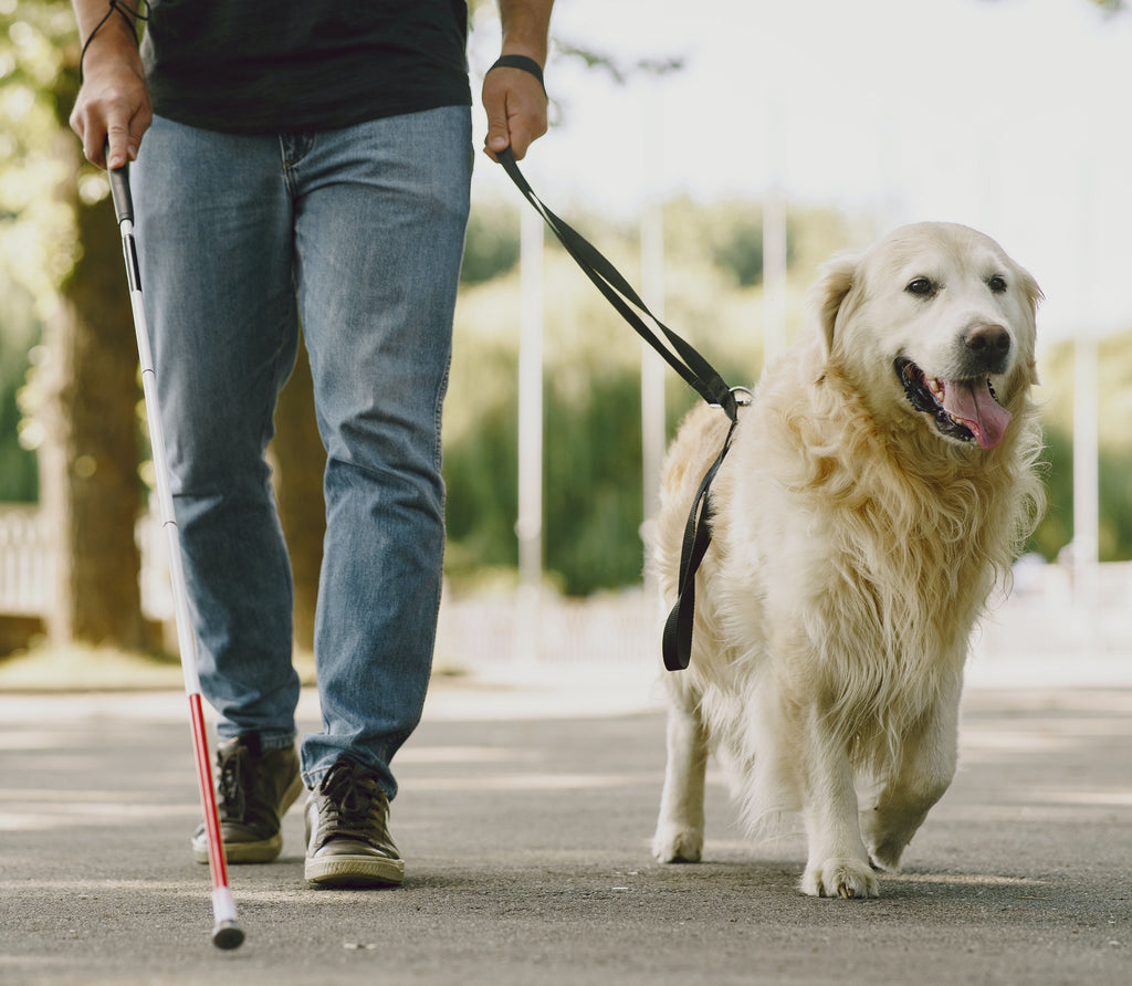 National Guide Dog Month in September Vision Enhancers